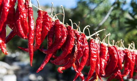 hjili|Peperoni und Chili trocknen: So erzielen Sie das beste Ergebnis.
